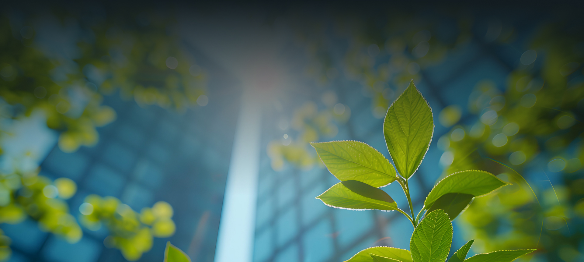 Green leaves in front of an urban building