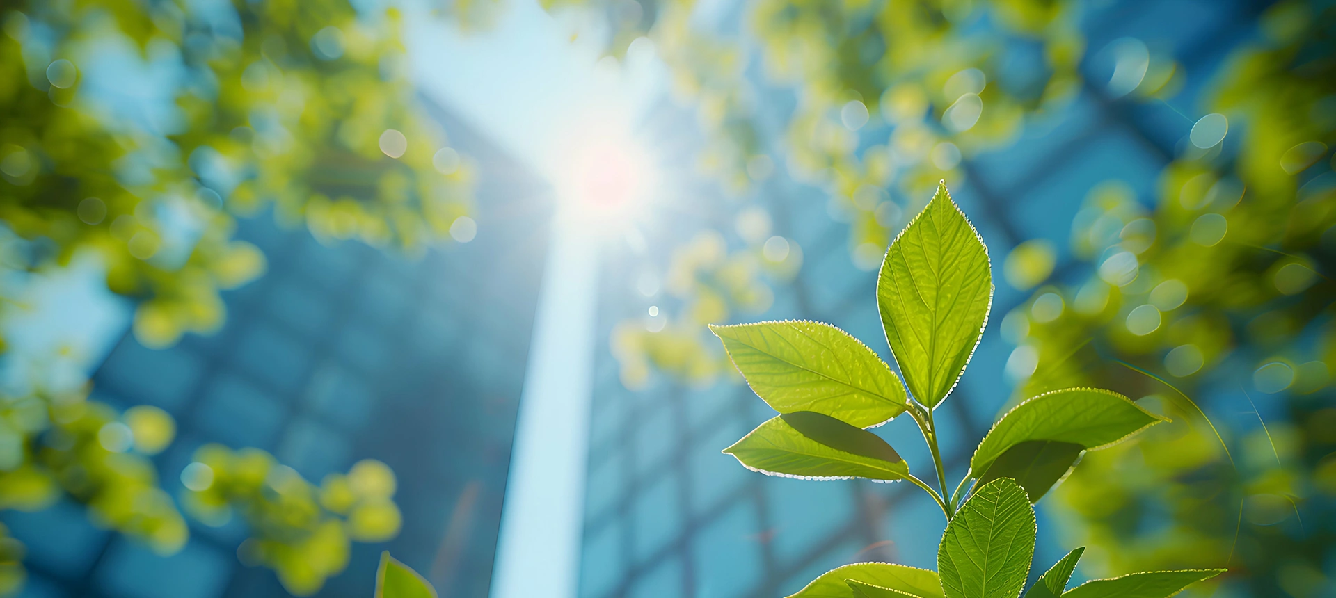 a close up of a plant